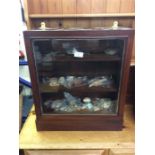 A mahogany display case containing various fossils