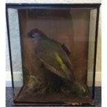 A taxidermy figure of a woodpecker in glazed case.