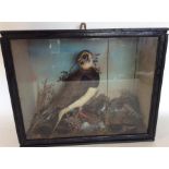 TAXIDERMY: A glazed display case containing a bird