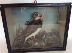 TAXIDERMY: A glazed display case containing a bird