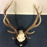 A pair of stag antlers mounted as a wall bracket.