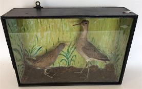 TAXIDERMY: A glazed display case containing two ri