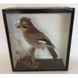 TAXIDERMY: A glazed display case containing a Jay.