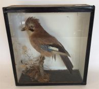 TAXIDERMY: A glazed display case containing a Jay.