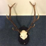 A pair of stag antlers mounted as a wall bracket.