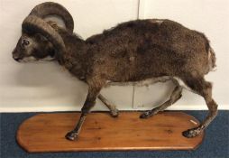 TAXIDERMY: A lifesize Soay Ram mounted upon a pine