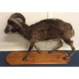 TAXIDERMY: A lifesize Soay Ram mounted upon a pine