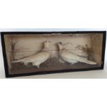 TAXIDERMY: A glazed case containing two doves. Est