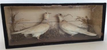 TAXIDERMY: A glazed case containing two doves. Est