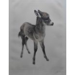 Kurt Meyer Eberhardt (1895 , 1977 ), artist signed etching young Donkey Title : Young Donkey