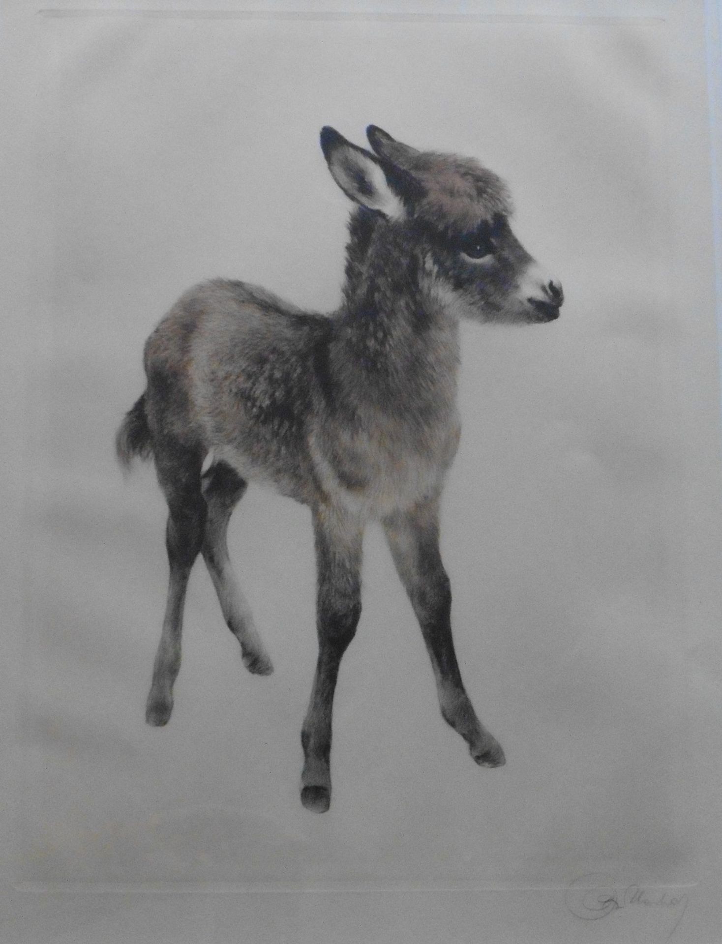 Kurt Meyer Eberhardt (1895 , 1977 ), artist signed etching young Donkey Title : Young Donkey