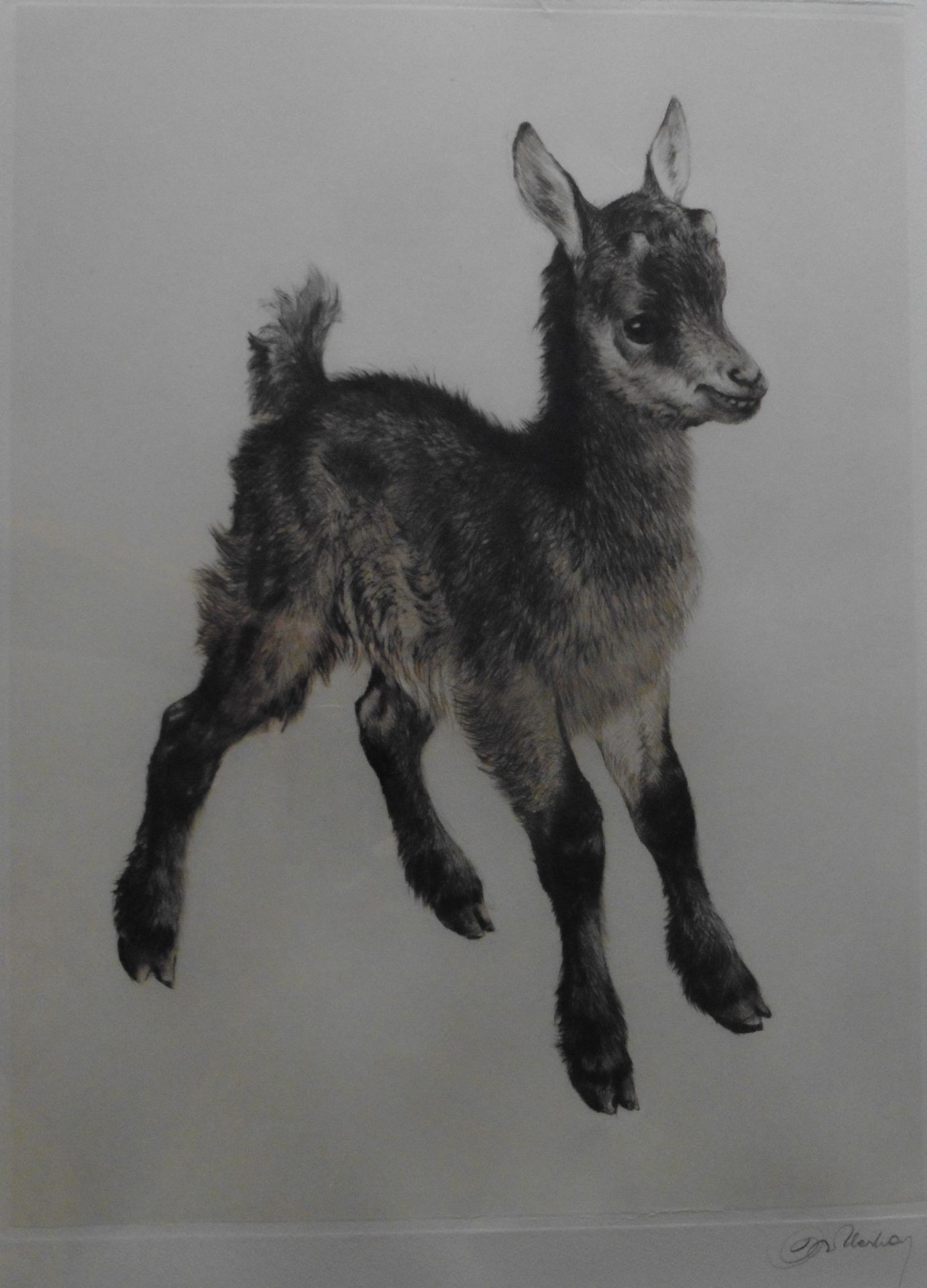 Kurt Meyer Eberhardt (1895 , 1977 ),artist signed etching The Kid (Goat) Title : The Kid Artist : - Bild 2 aus 4