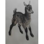 Kurt Meyer Eberhardt (1895 , 1977 ),artist signed etching The Kid (Goat) Title : The Kid Artist :