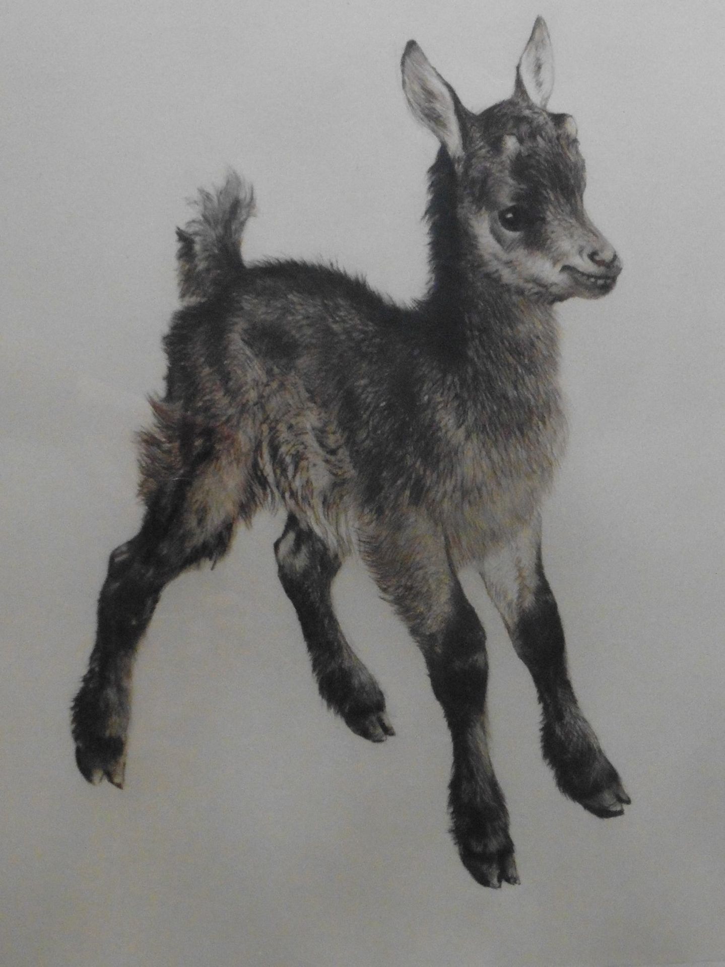 Kurt Meyer Eberhardt (1895 , 1977 ),artist signed etching The Kid (Goat) Title : The Kid Artist :