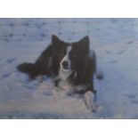 Collie dog ""Mac"" Signed and numbered Limited edition Steven Townsend Giclee Print