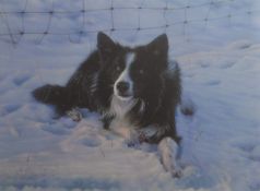 Collie dog ""Mac"" Signed and numbered Limited edition Steven Townsend Giclee Print