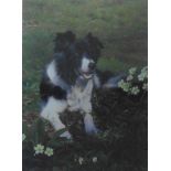 Collie dog ""Isla"" Signed and numbered Limited edition Steven Townsend Giclee Print