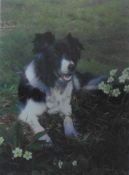 Collie dog ""Isla"" Signed and numbered Limited edition Steven Townsend Giclee Print