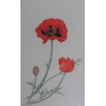 Signed watercolour by Scottish artist Rosemary Gilles ñPoppies'