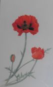 Signed watercolour by Scottish artist Rosemary Gilles ñPoppies'