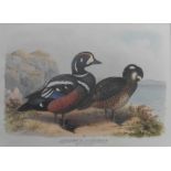 Harlequin duck Framed art print