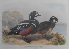 Harlequin duck Framed art print