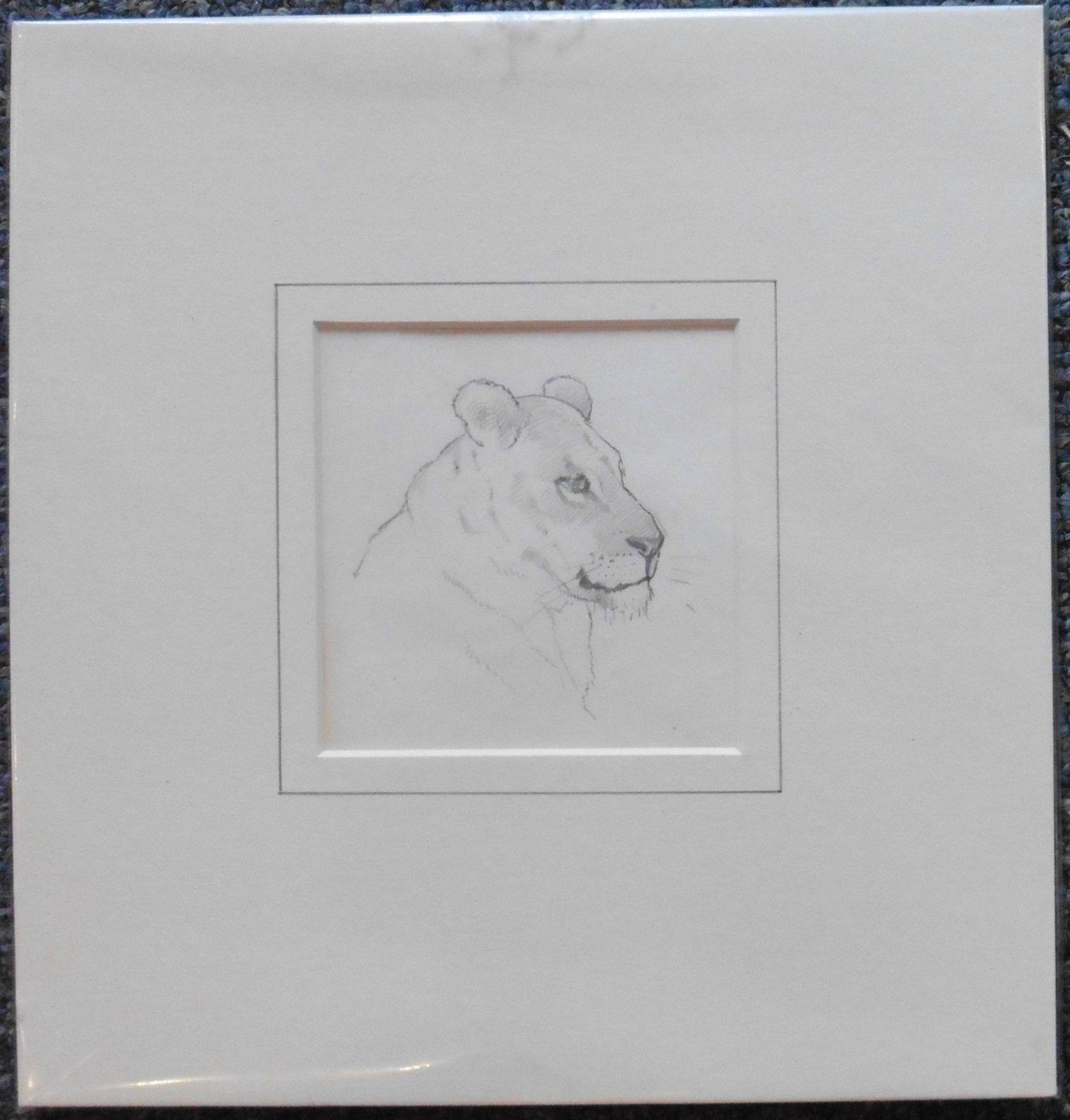 John Murray Thomson RSA RSW PSSA (1885-1974) Pencil Sketch “Lioness” - Image 2 of 2