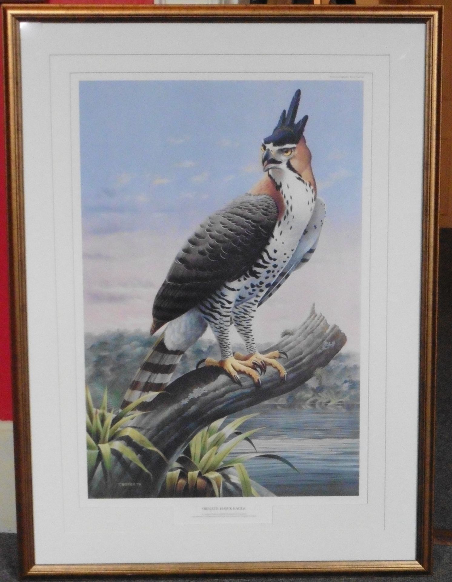 Trevor Boyer Yorkshire wildlife artist Hawk Eagle Print - Image 5 of 5