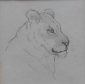 John Murray Thomson RSA RSW PSSA (1885-1974) Pencil Sketch “Lioness”