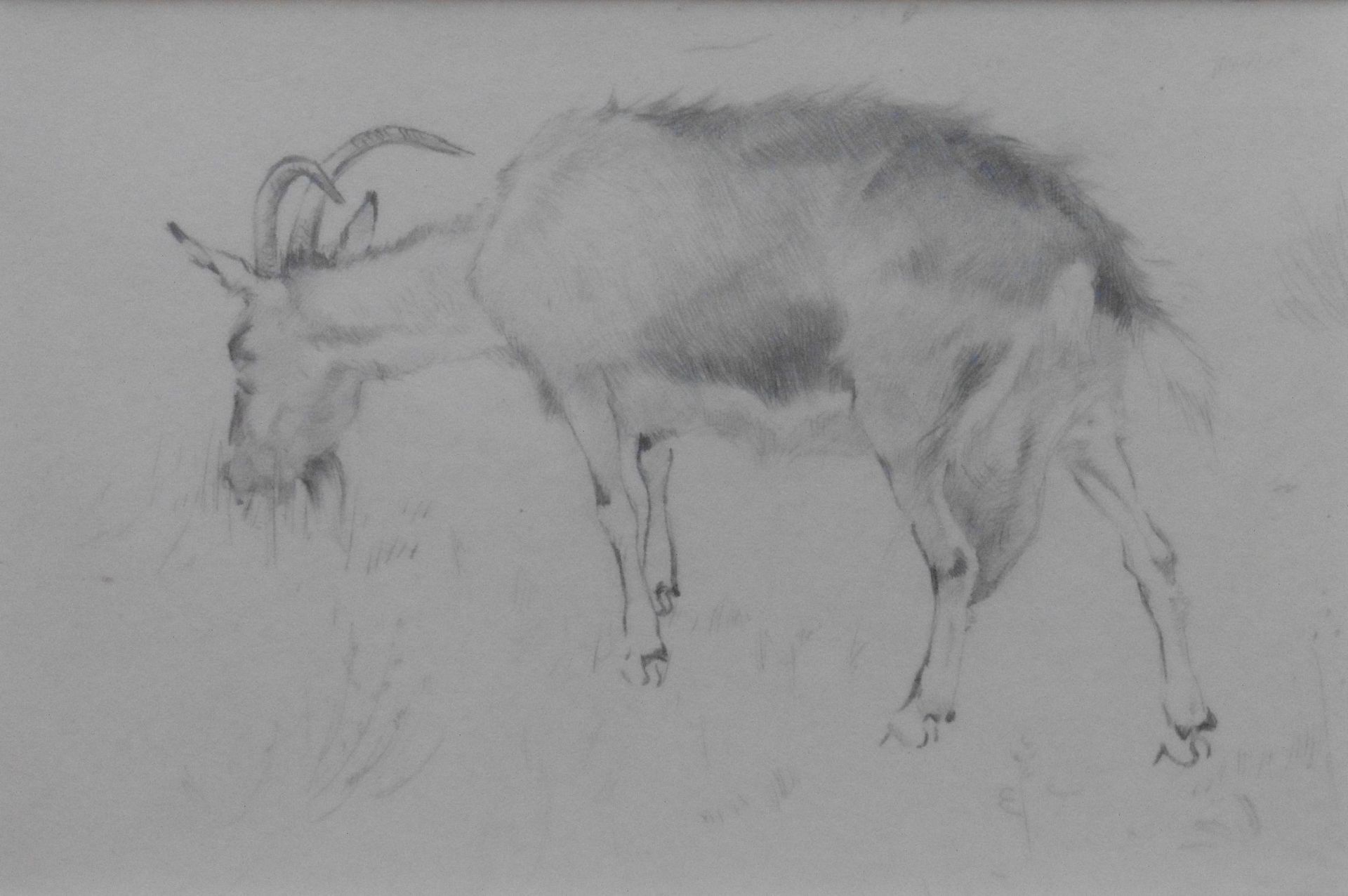 John Murray Thomson RSA RSW PSSA (1885-1974) Pencil Sketch “Goat grazing”