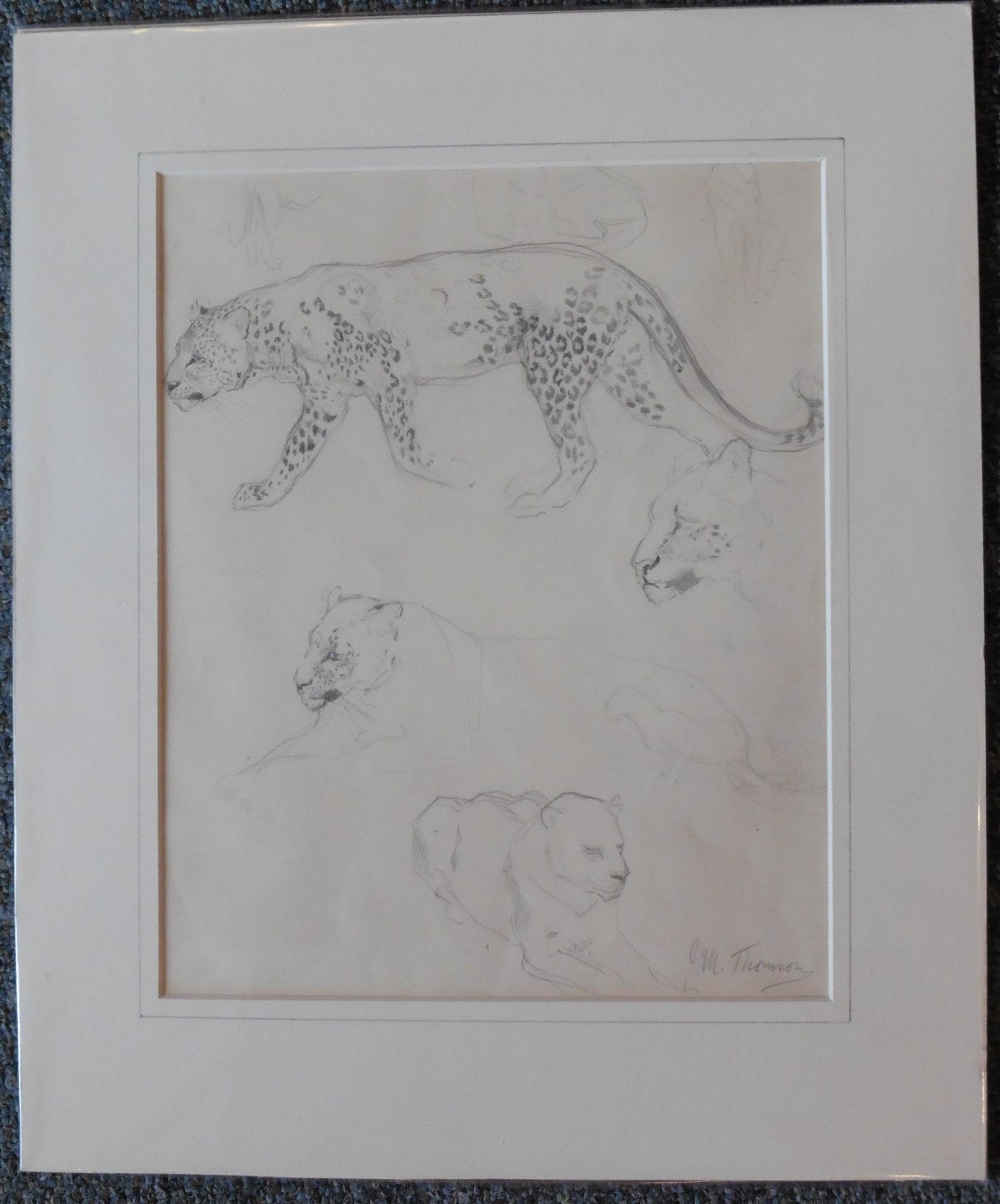 John Murray Thomson RSA RSW PSSA (1885-1974) Pencil Sketch “Leopards” Signed - Image 3 of 3
