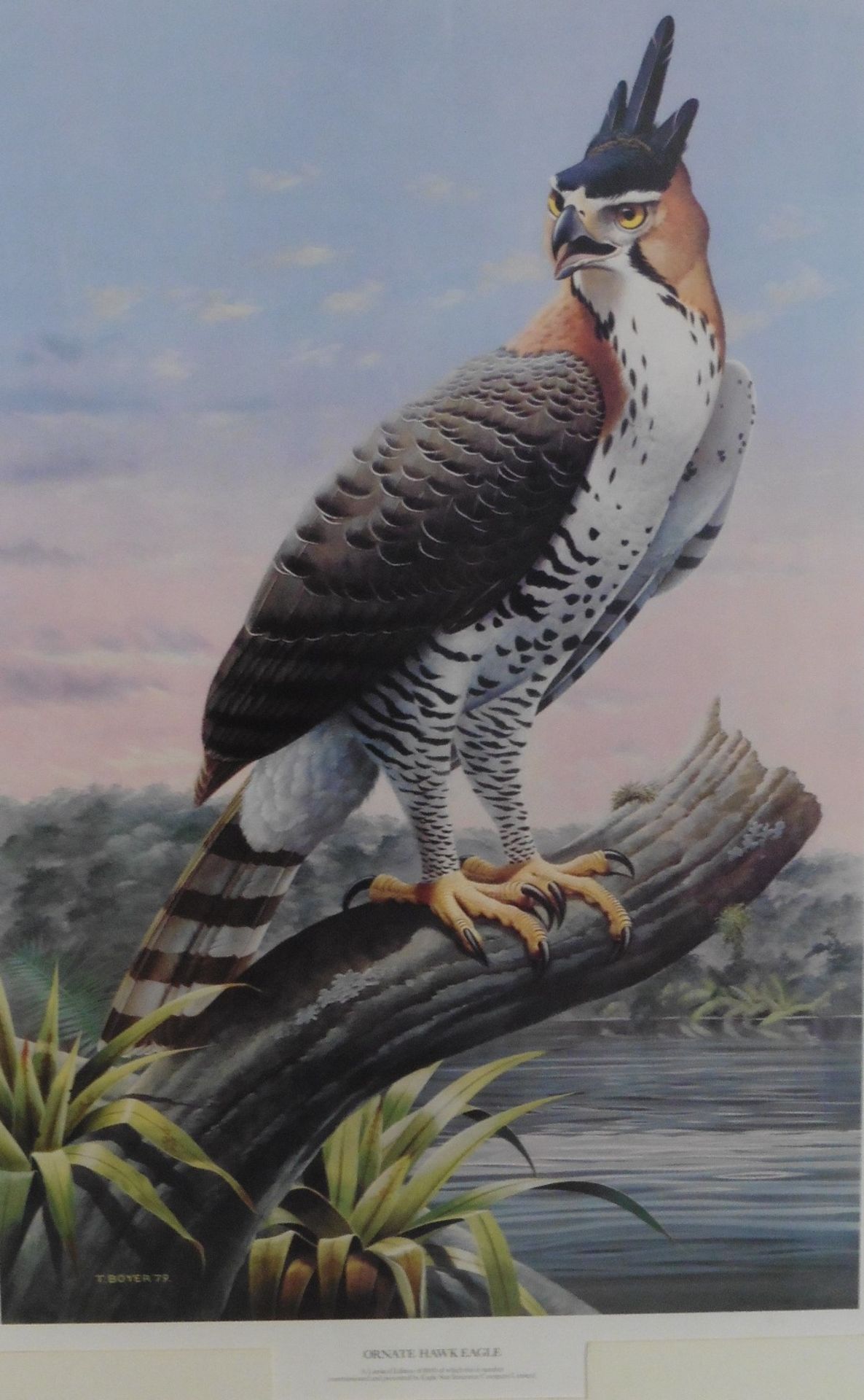 Trevor Boyer Yorkshire wildlife artist Hawk Eagle Print