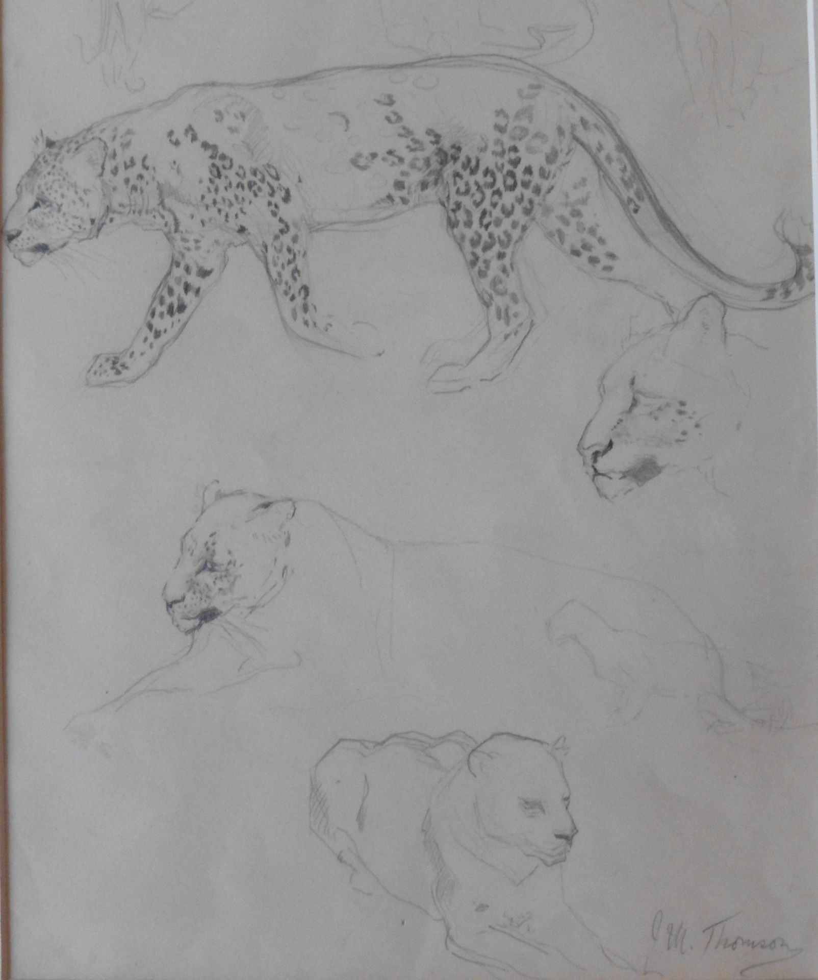 John Murray Thomson RSA RSW PSSA (1885-1974) Pencil Sketch “Leopards” Signed