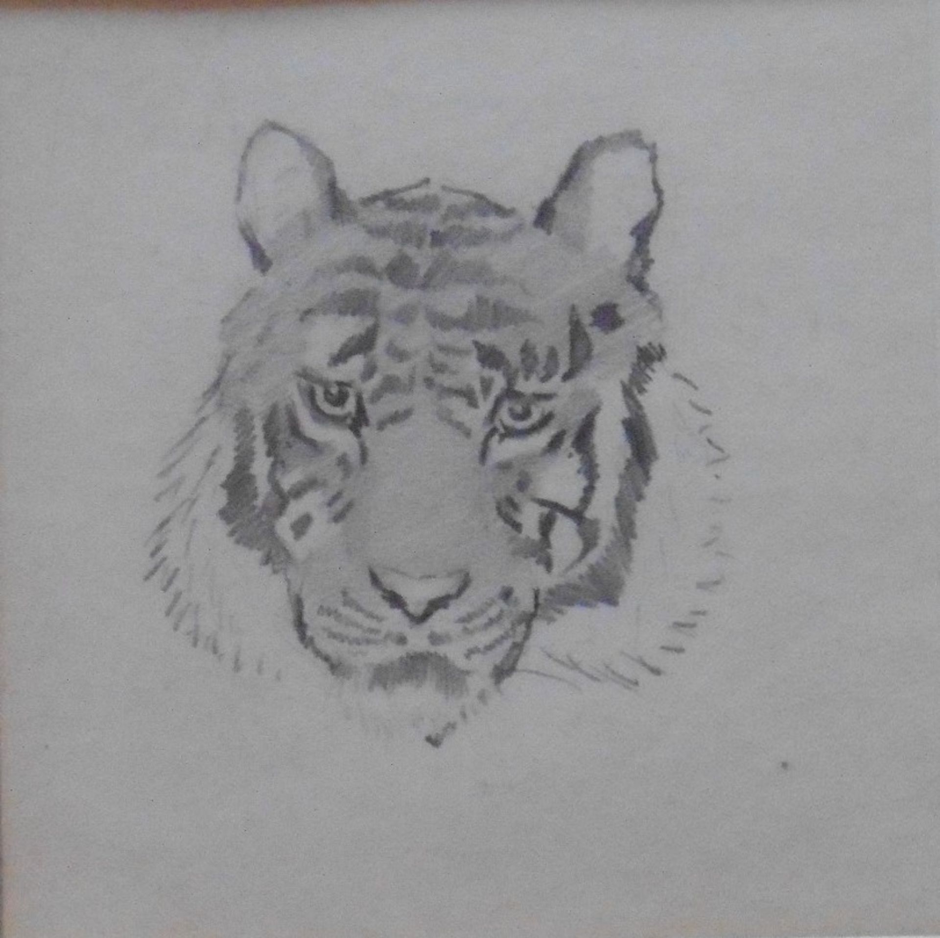 John Murray Thomson RSA RSW PSSA (1885-1974) Pencil sketch “Tiger” - Image 2 of 3