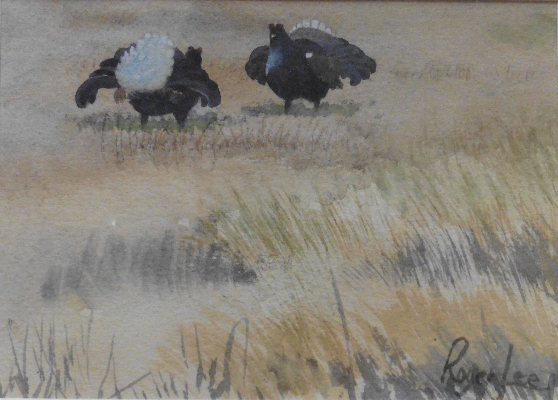 Roger Lee Exhibited R.S.W signed Watercolour “Black Grouse”