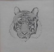 John Murray Thomson RSA RSW PSSA (1885-1974) Pencil sketch “Tiger”