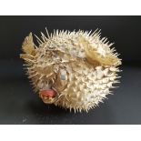 Vintage Retro Taxidermy Puffer Fish Novelty