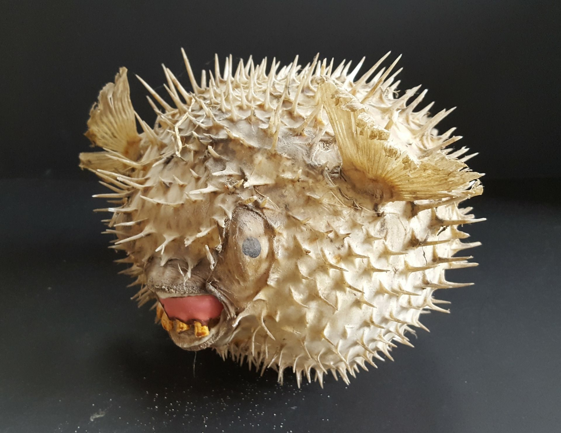 Vintage Retro Taxidermy Puffer Fish Novelty