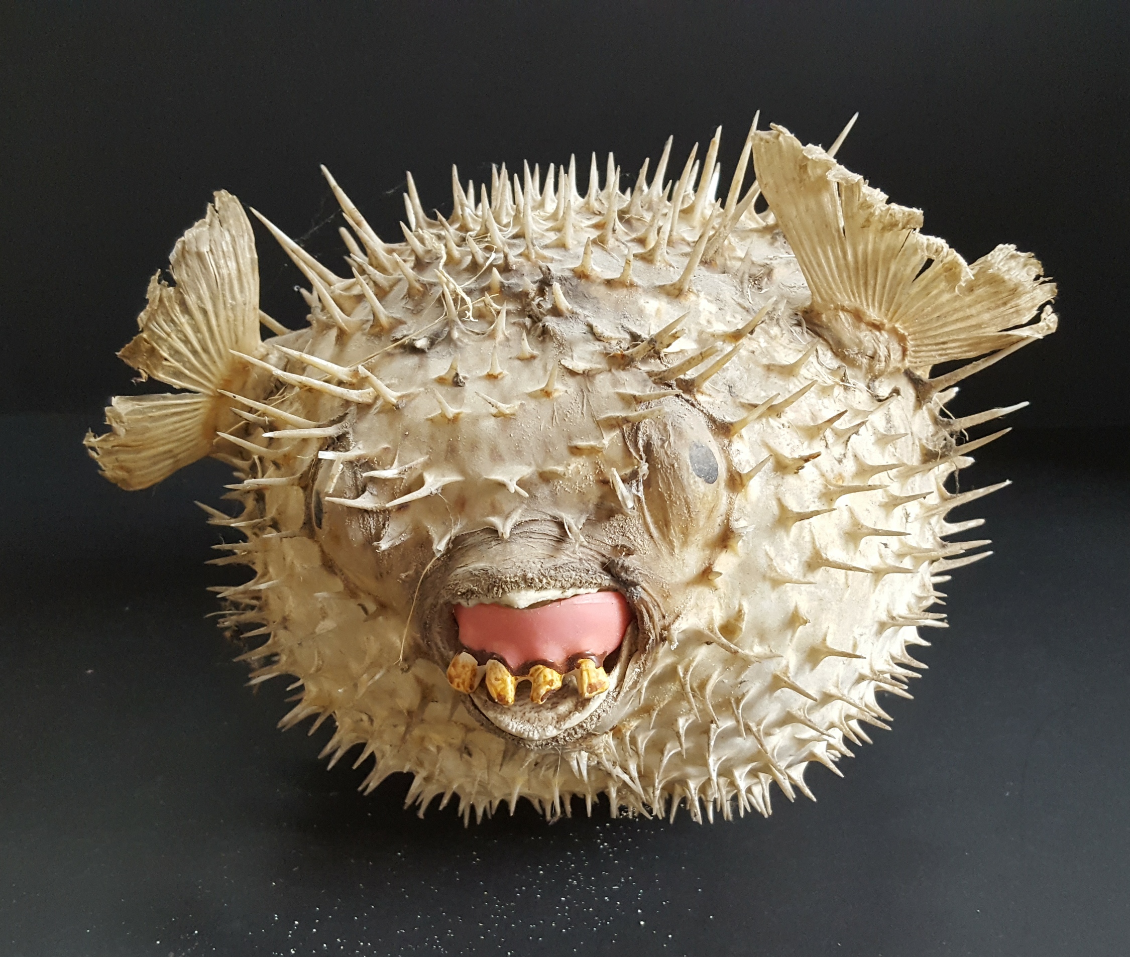 Vintage Retro Taxidermy Puffer Fish Novelty - Image 2 of 2