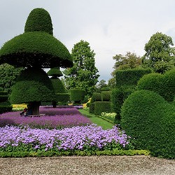 Stunning Hand-Cut Topiary