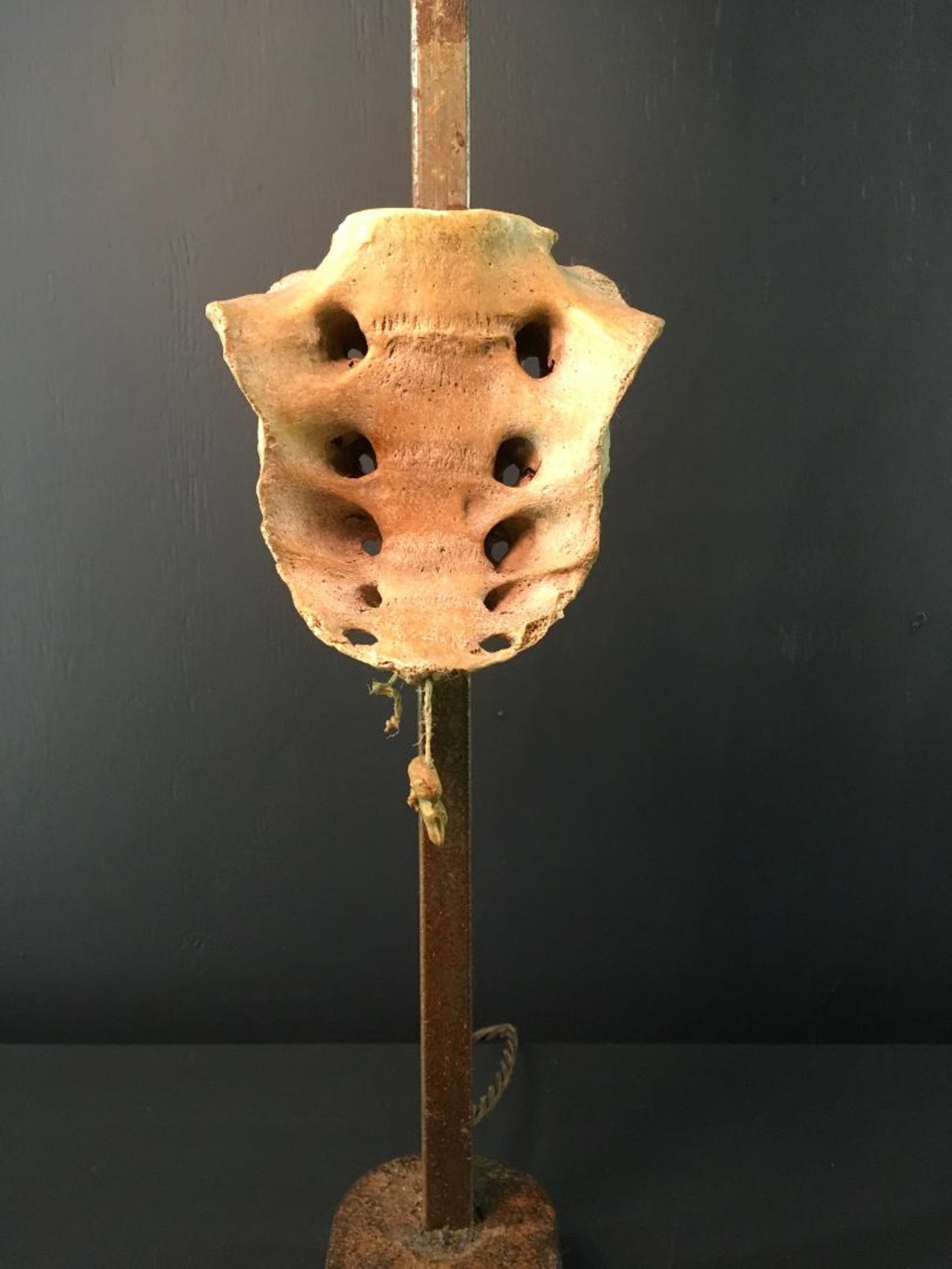 Real Human Coccyx mounted on a oxidised base - Image 2 of 2