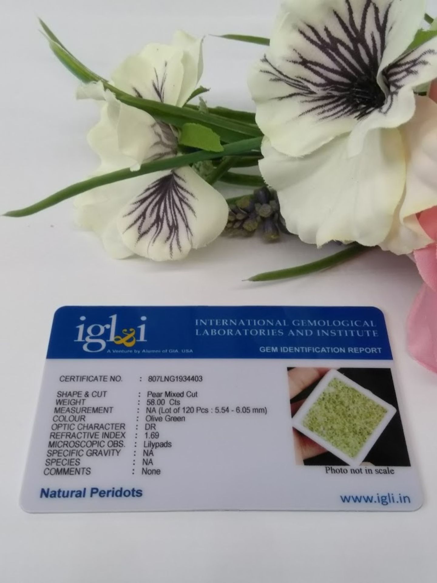 IGL&I Certified 58.00 Cts 120 pieces natural Peridot Gemstones - Transparent - Image 2 of 2