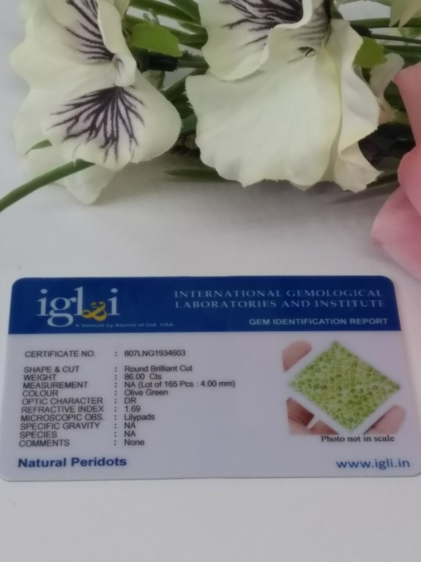 IGL&I Certified 86.00 Cts 165 pieces natural Peridot Gemstones - Transparent - Image 2 of 2