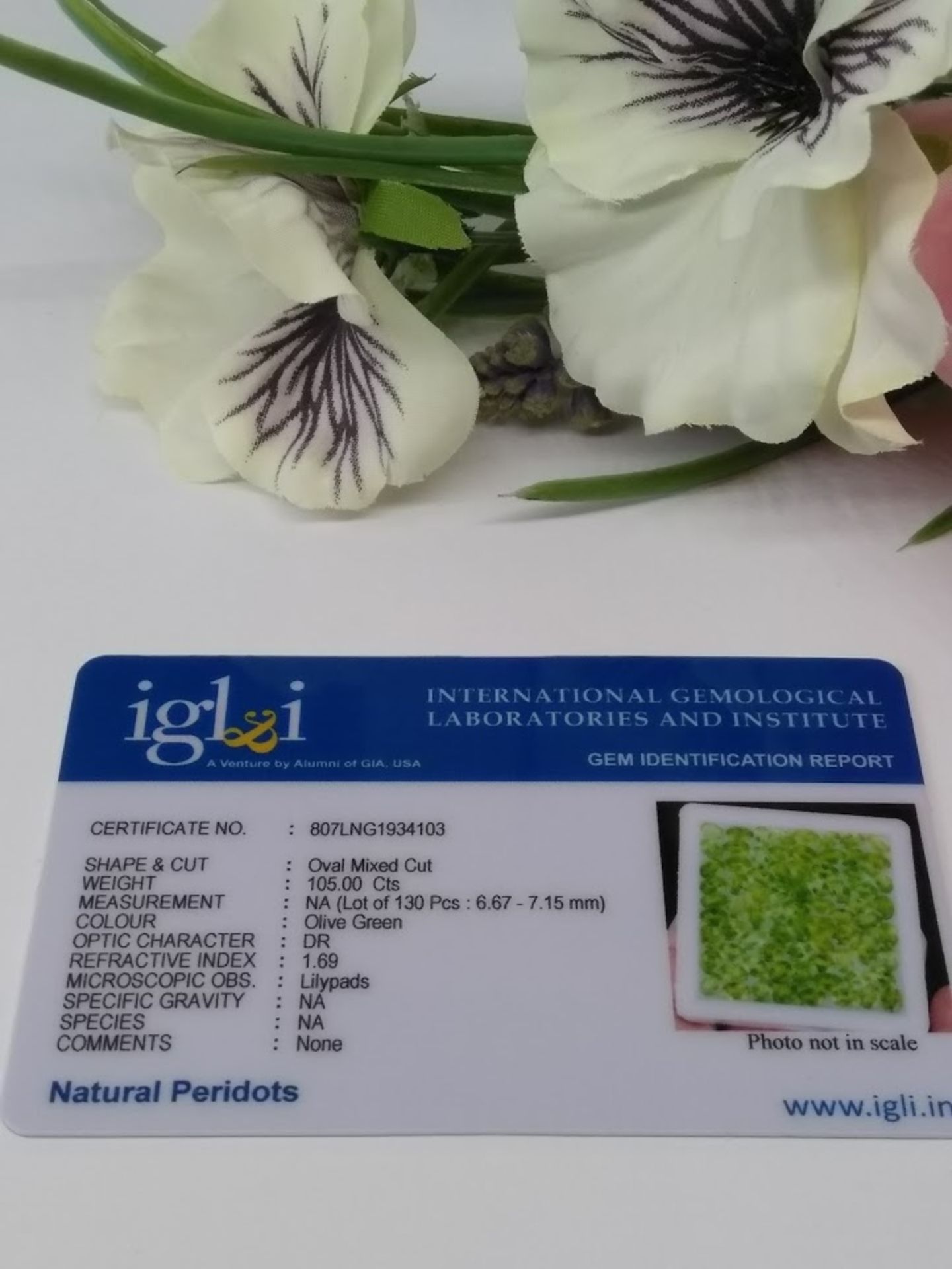 IGL&I Certified 105 Cts 130 pieces Natural Peridot Gemstones - Transparent - Image 2 of 2