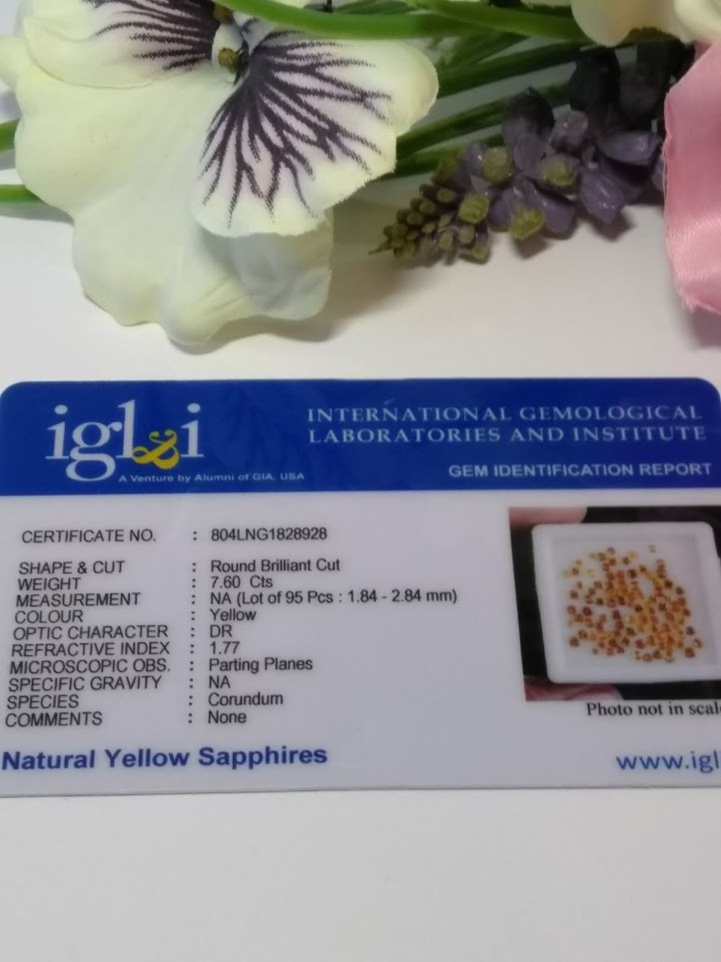 IGL&I Certified 7.60 Cts 95 Pieces Natural Untreated Sapphire Gemstones - Fantastic Golden Yellow. - Image 2 of 2