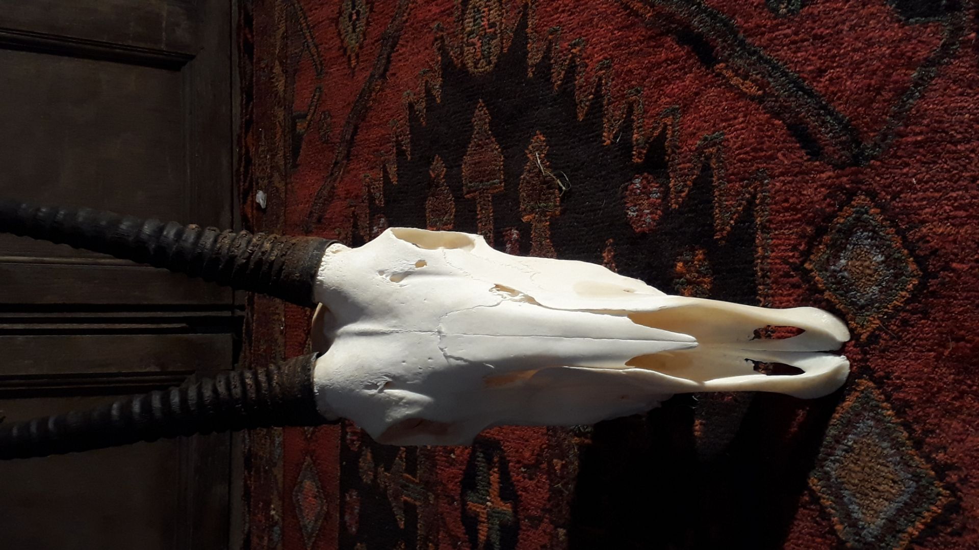 lo7 87 Gemsbok oryx skull - Image 4 of 4