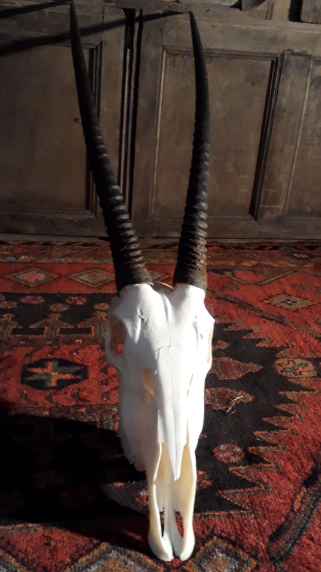 lo7 87 Gemsbok oryx skull