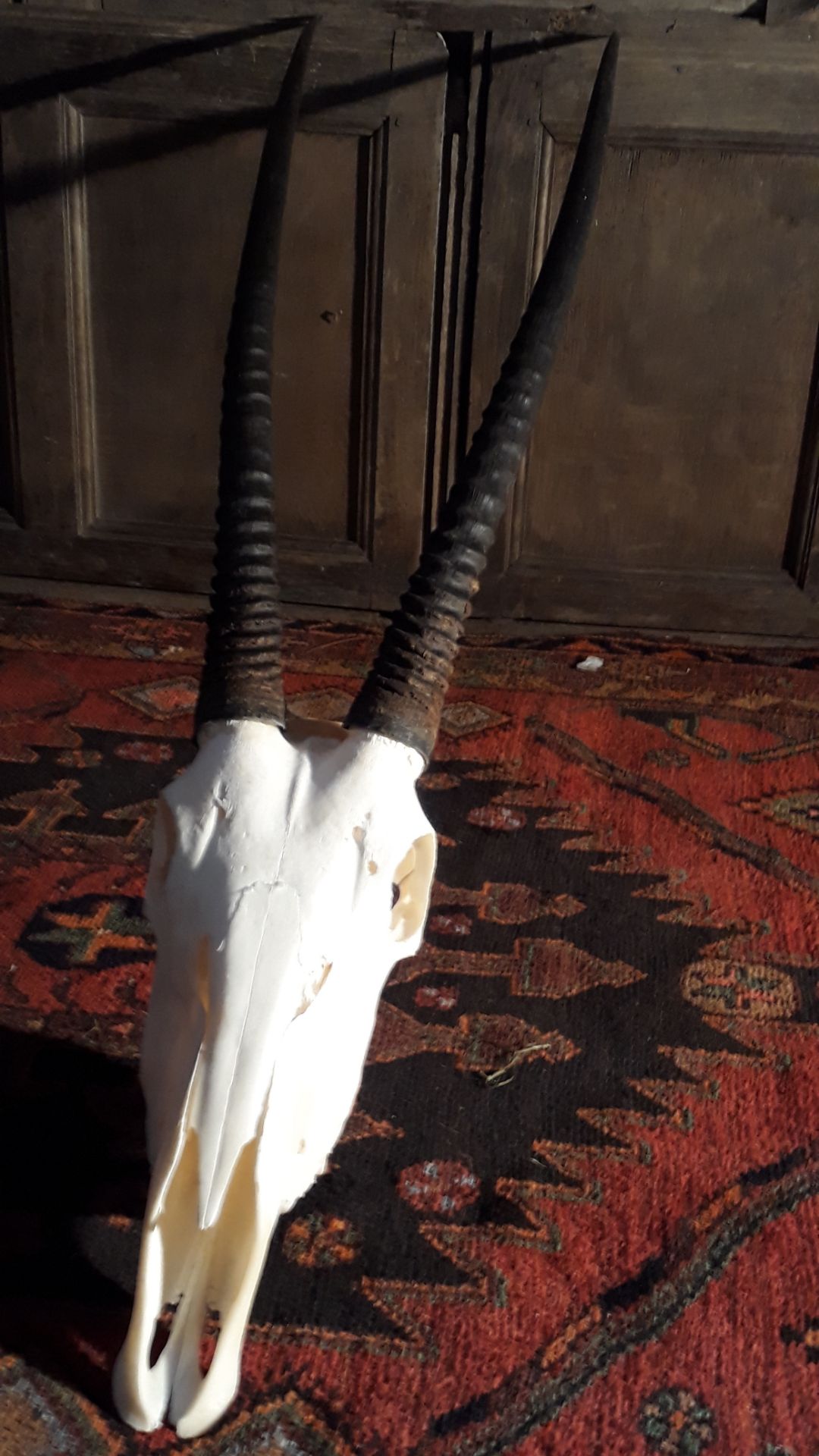 lo7 87 Gemsbok oryx skull - Image 3 of 4