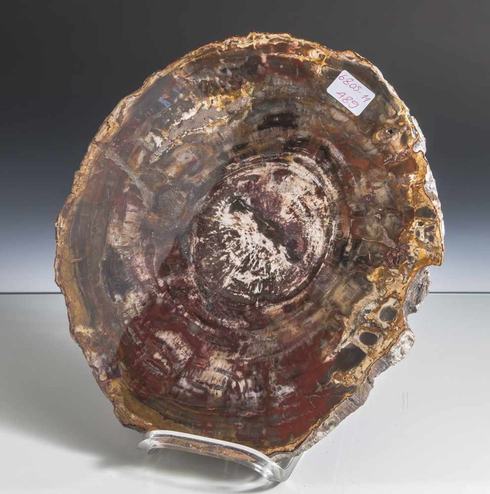 Versteinertes Nadelholz/Baumscheibe, wohl Brasilien, Alter ca. 180 Mio. Jahre, DM. ca. 26,5 cm.