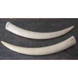 Zwei Elfenbein-Stoßzähne, Loxodonta africana, Herkunftsland: Nigeria, 3,6 bzw. 3,75 kg.